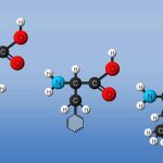 Amino Acids