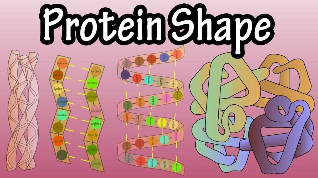 Denaturation and Protein Folding