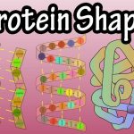 Denaturation and Protein Folding