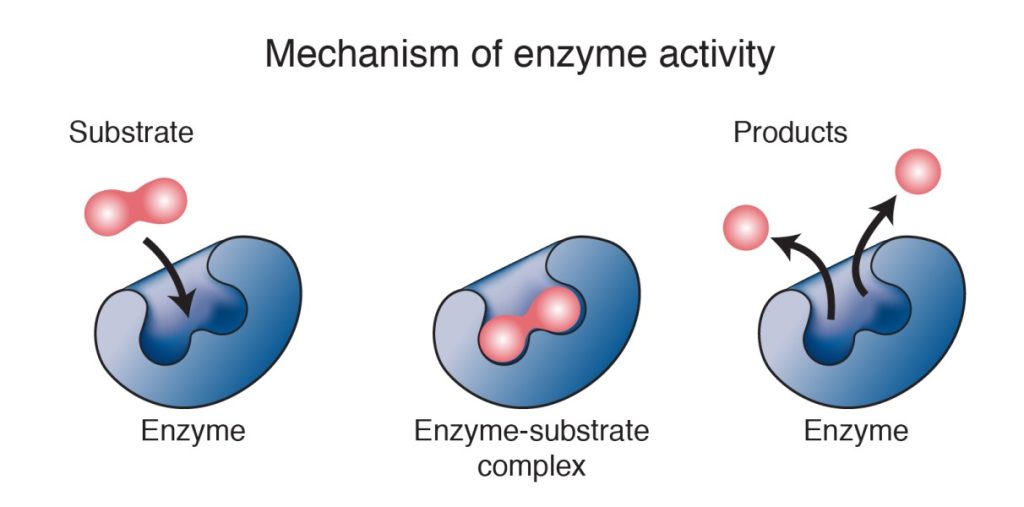 Different Types of Enzymes