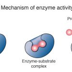 Different Types of Enzymes