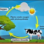 Oxygen Cycle