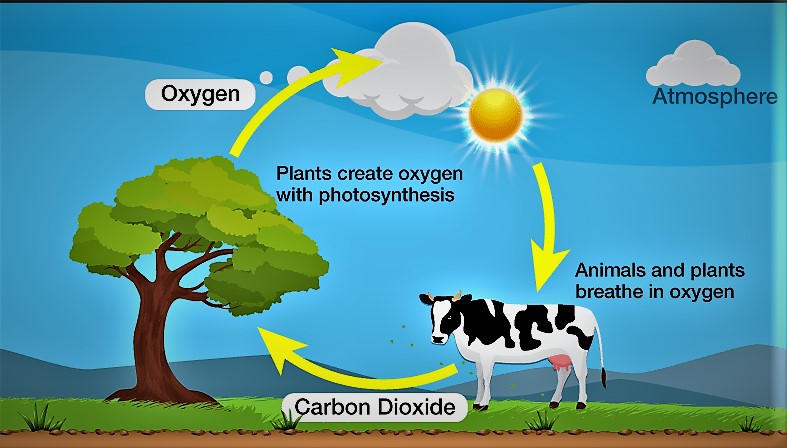 Oxygen Cycle