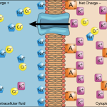 External Transport Effects