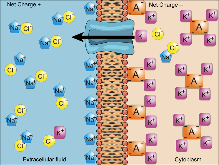External Transport Effects