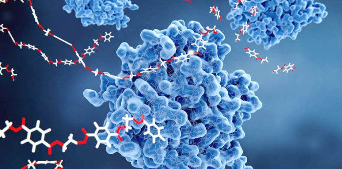 What are Enzymes? – Definition & Explanation