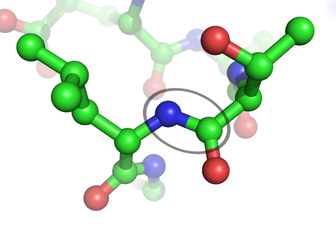 Peptide Bonding between Amino Acids